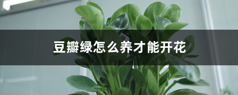 豆瓣绿怎么养才能开花 豆瓣绿怎么养才能开花