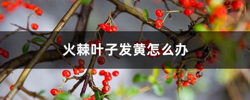 火棘叶子发黄怎么办 火棘叶子发黄怎么办