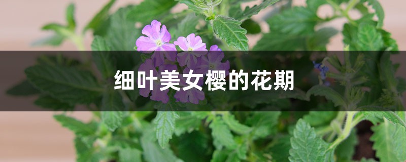 细叶美女樱的花期 细叶美女樱的花期