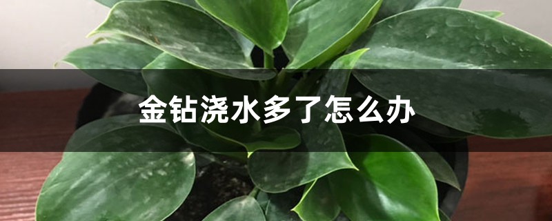 金钻浇水多了怎么办 金钻浇水多了怎么办