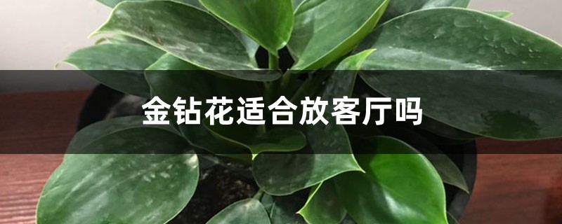 金钻花适合放客厅吗 金钻花适合放客厅吗