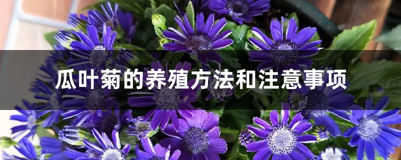 瓜叶菊的养殖方法和注意事项 瓜叶菊的养殖方法和注意事项
