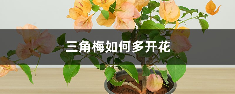 三角梅如何多开花 三角梅如何多开花