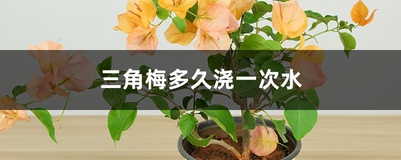 三角梅多久浇一次水 三角梅多久浇一次水