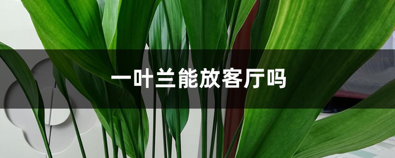 一叶兰能放客厅吗 一叶兰能放客厅吗