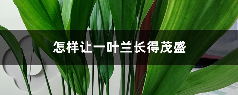 怎样让一叶兰长得茂盛 怎样让一叶兰长得茂盛