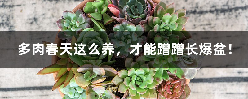 多肉春天这么养,才能蹭蹭长爆盆! 多肉春天这么养,才能蹭蹭长爆盆!