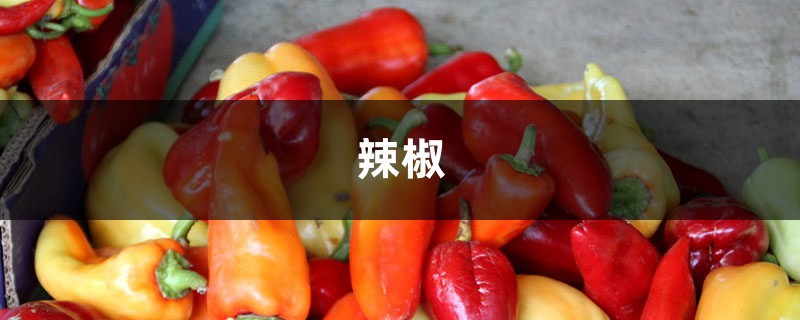 阳台种盆小辣椒,边吃边摘,根本不用买! 阳台种盆小辣椒,边吃边摘,根本不用买!