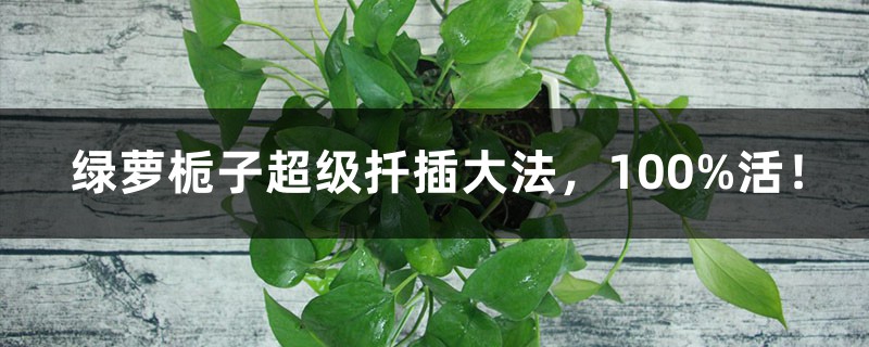 绿萝栀子超级扦插大法,100%活! 绿萝栀子超级扦插大法,100%活!