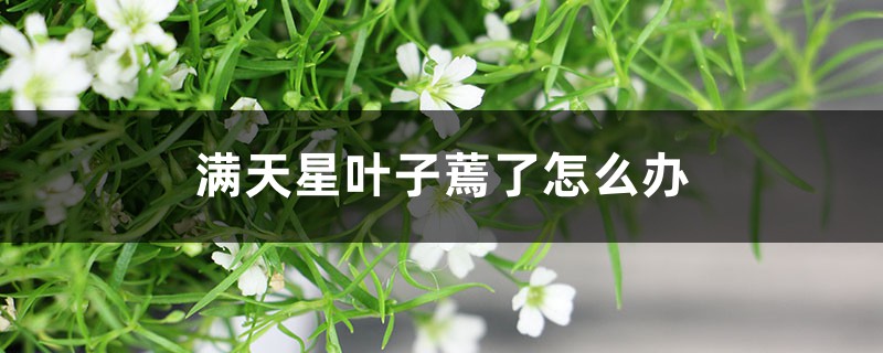 满天星叶子蔫了怎么办 满天星叶子蔫了怎么办