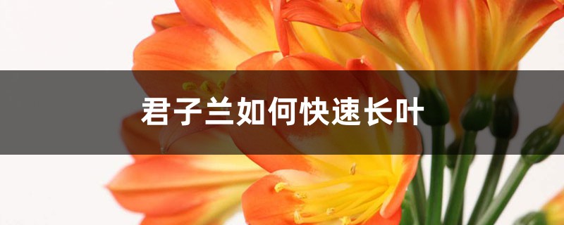 君子兰如何快速长叶 君子兰如何快速长叶