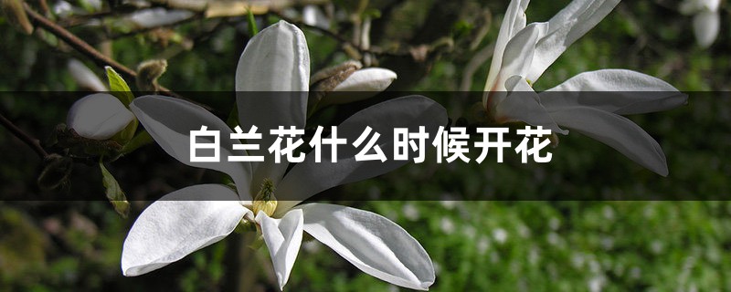 白兰花什么时候开花 白兰花什么时候开花