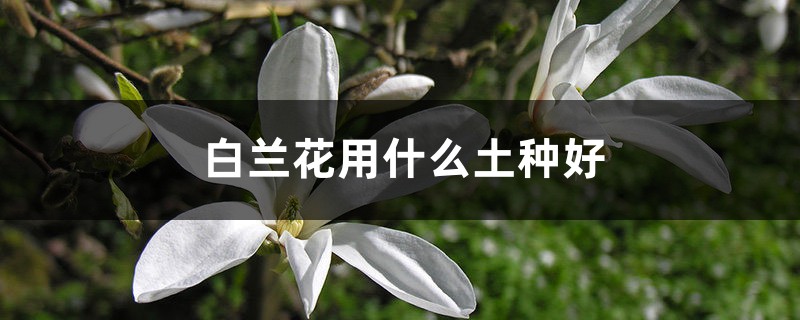 白兰花用什么土种好 白兰花用什么土种好