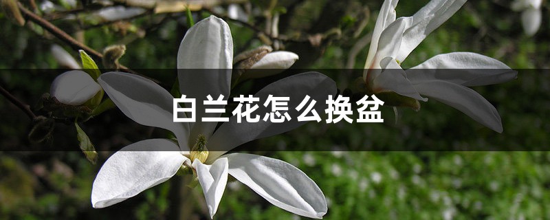 白兰花怎么换盆 白兰花怎么换盆