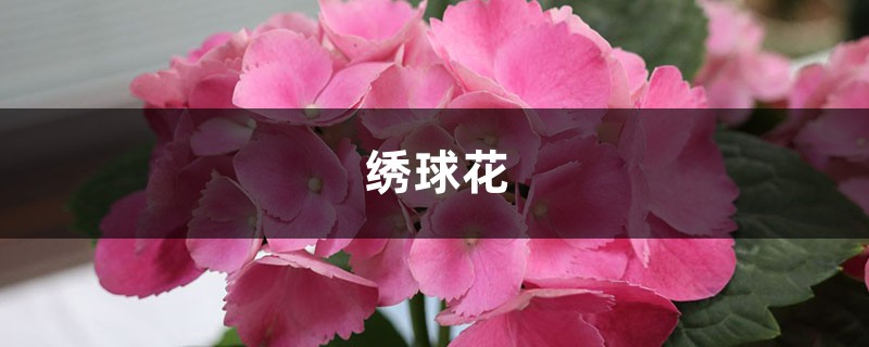 室内绣球这么养,剪个枝种十盆,一分钱不花! 室内绣球这么养,剪个枝种十盆,一分钱不花!