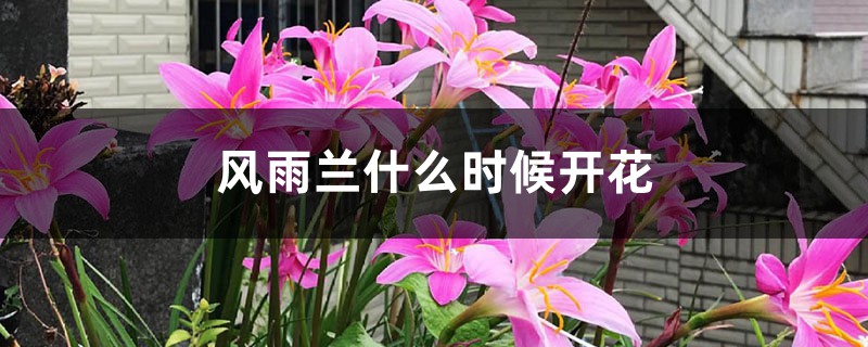 风雨兰什么时候开花 风雨兰什么时候开花