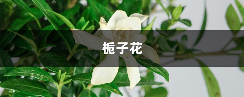 用这水一浇,栀子黄叶变绿叶,蹭蹭猛开花,邻居看了都眼红! 用这水一浇,栀子黄叶变绿叶,蹭蹭猛开花,邻居看了都眼红!