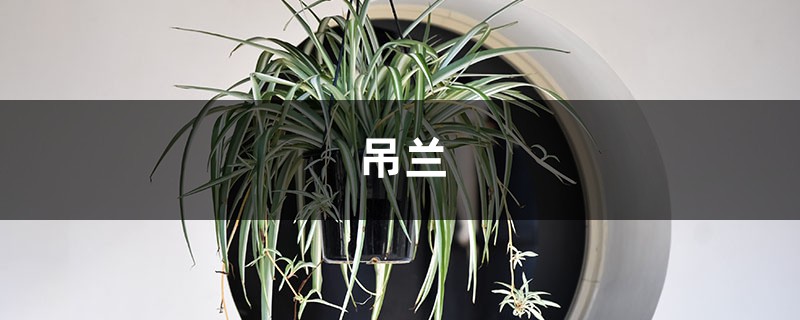 吊兰春天这么养,根粗得像萝卜,叶片2指宽! 吊兰春天这么养,根粗得像萝卜,叶片2指宽!