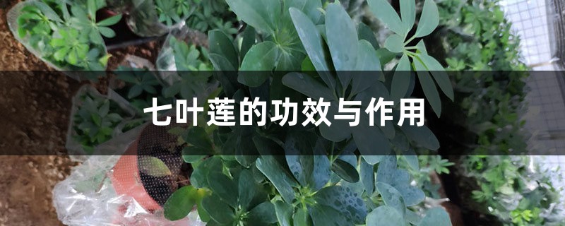 七叶莲的功效与作用 七叶莲的功效与作用
