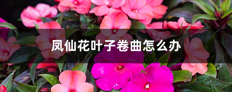 凤仙花叶子卷曲怎么办 凤仙花叶子卷曲怎么办