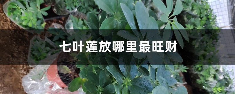 七叶莲放哪里最旺财 七叶莲放哪里最旺财