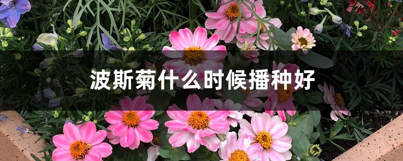 波斯菊什么时候播种好 波斯菊什么时候播种好