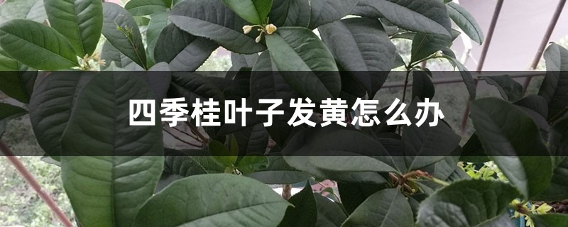 四季桂叶子发黄怎么办 四季桂叶子发黄怎么办