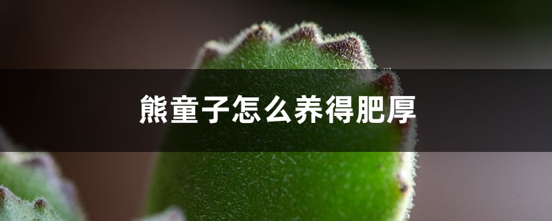 熊童子怎么养得肥厚 熊童子怎么养得肥厚