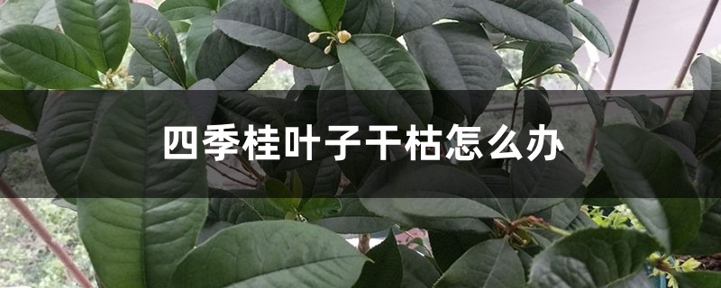 四季桂叶子干枯怎么办 四季桂叶子干枯怎么办