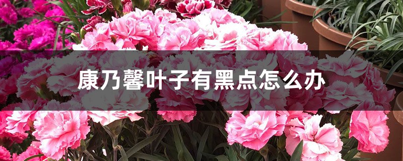 康乃馨叶子有黑点怎么办 康乃馨叶子有黑点怎么办