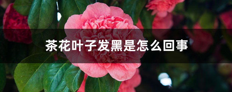 茶花叶子发黑是怎么回事 茶花叶子发黑是怎么回事