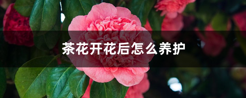 茶花开花后怎么养护 茶花开花后怎么养护