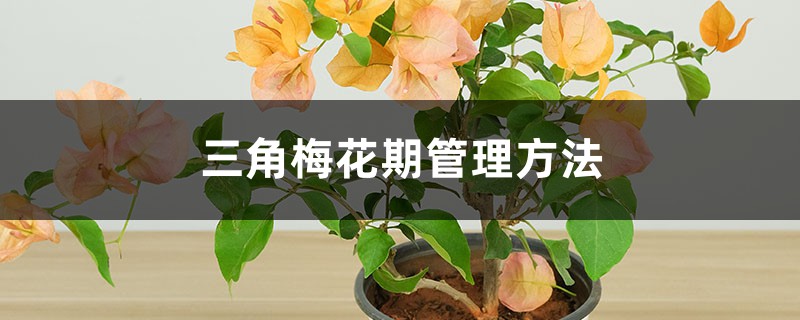 三角梅花期管理方法 三角梅花期管理方法