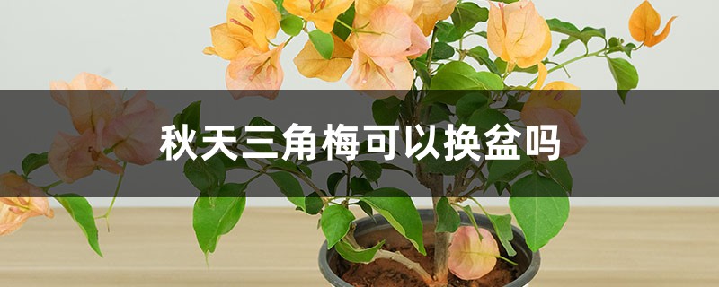 秋天三角梅可以换盆吗 秋天三角梅可以换盆吗