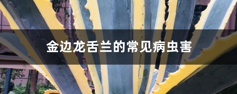 金边龙舌兰的常见病虫害 金边龙舌兰的常见病虫害