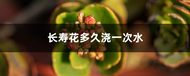 长寿花多久浇一次水 长寿花多久浇一次水