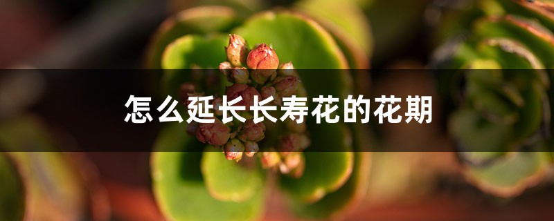 怎么延长长寿花的花期 怎么延长长寿花的花期