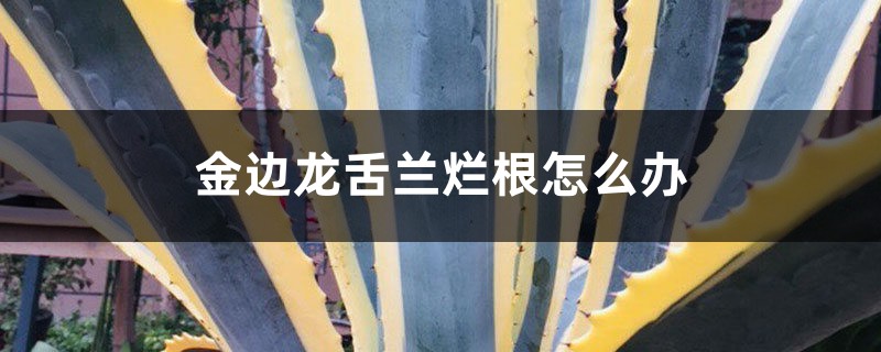 金边龙舌兰烂根怎么办 金边龙舌兰烂根怎么办