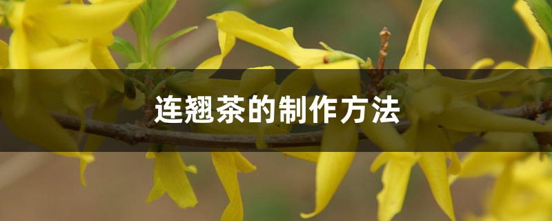 连翘茶的制作方法 连翘茶的制作方法