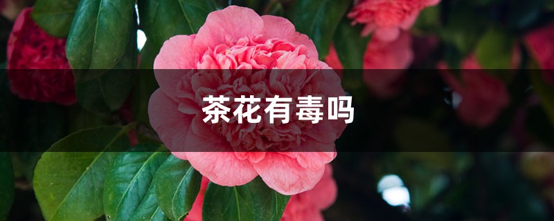 茶花有毒吗 茶花有毒吗