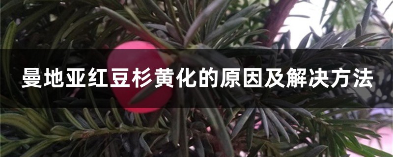 曼地亚红豆杉黄化的原因及解决方法 曼地亚红豆杉黄化的原因及解决方法