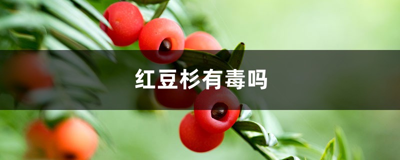 红豆杉有毒吗 红豆杉有毒吗