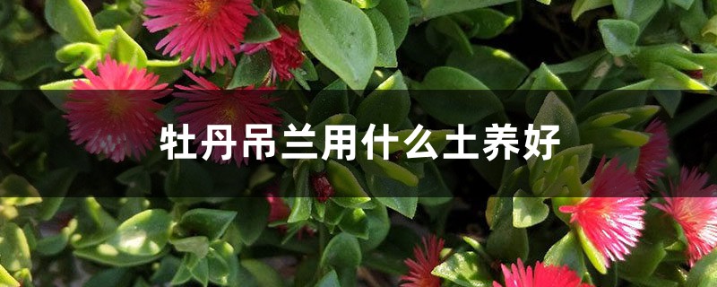 牡丹吊兰用什么土养好 牡丹吊兰用什么土养好