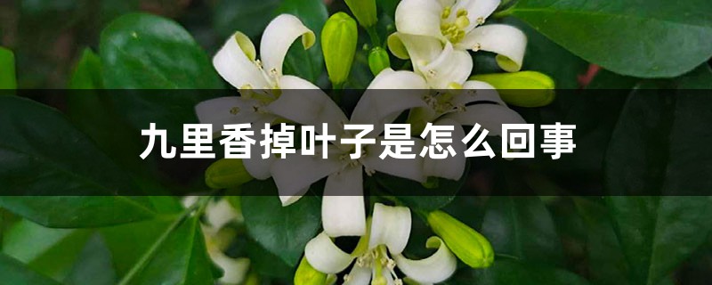 九里香掉叶子是怎么回事 九里香掉叶子是怎么回事