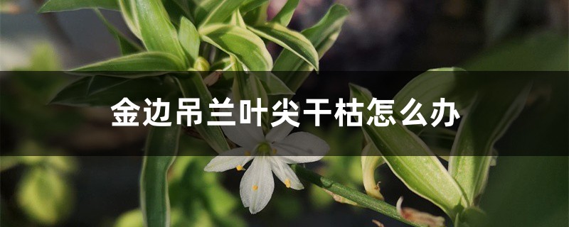 金边吊兰叶尖干枯怎么办 金边吊兰叶尖干枯怎么办