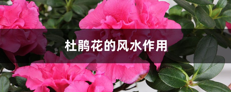 杜鹃花的风水作用 杜鹃花的风水作用
