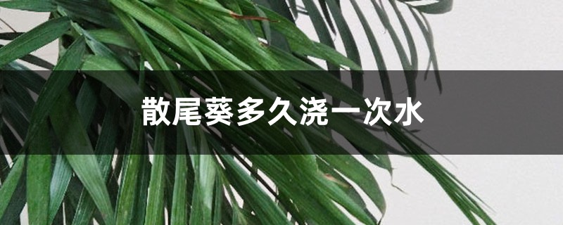 散尾葵多久浇一次水 散尾葵多久浇一次水