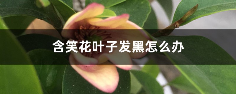 含笑花叶子发黑怎么办 含笑花叶子发黑怎么办