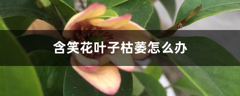 含笑花叶子枯萎怎么办 含笑花叶子枯萎怎么办