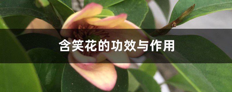 含笑花的功效与作用 含笑花的功效与作用